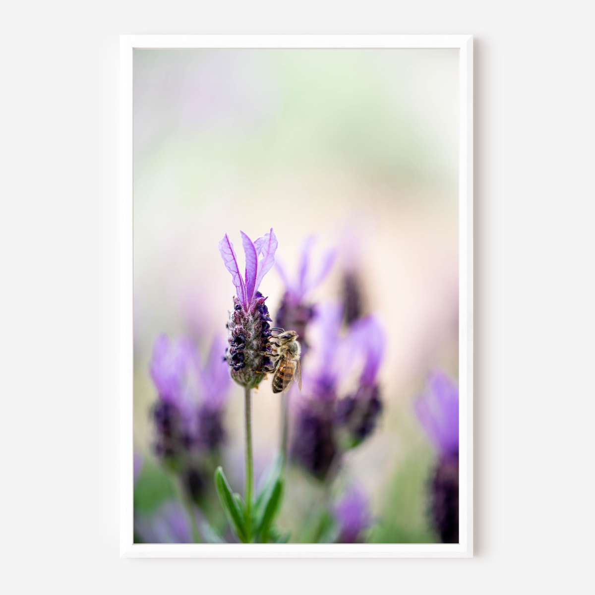 Bee-autiful - Fine Art Photography - Art for your home or Office