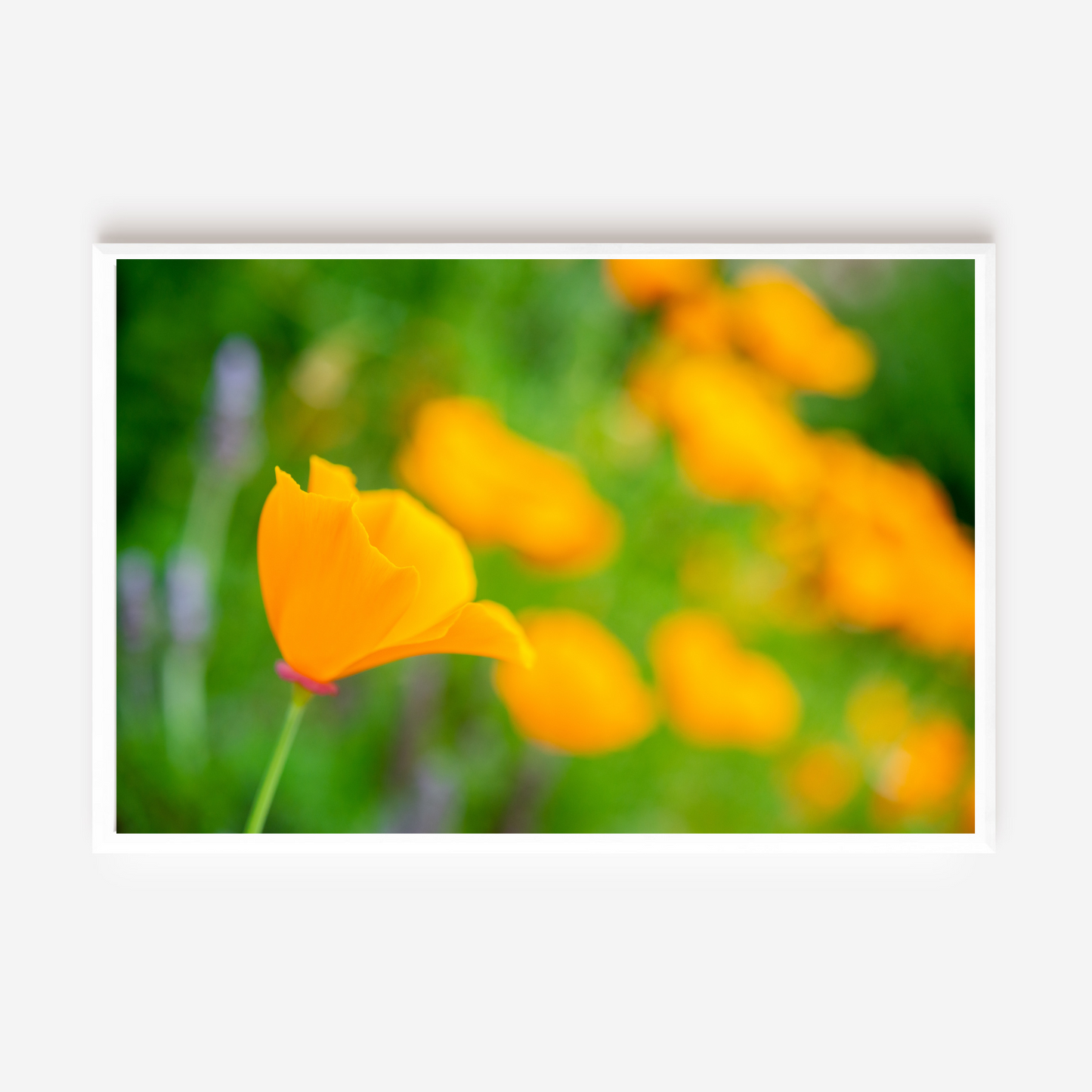 California's Golden Girls - Fine Art Photography - Art for your home or Office