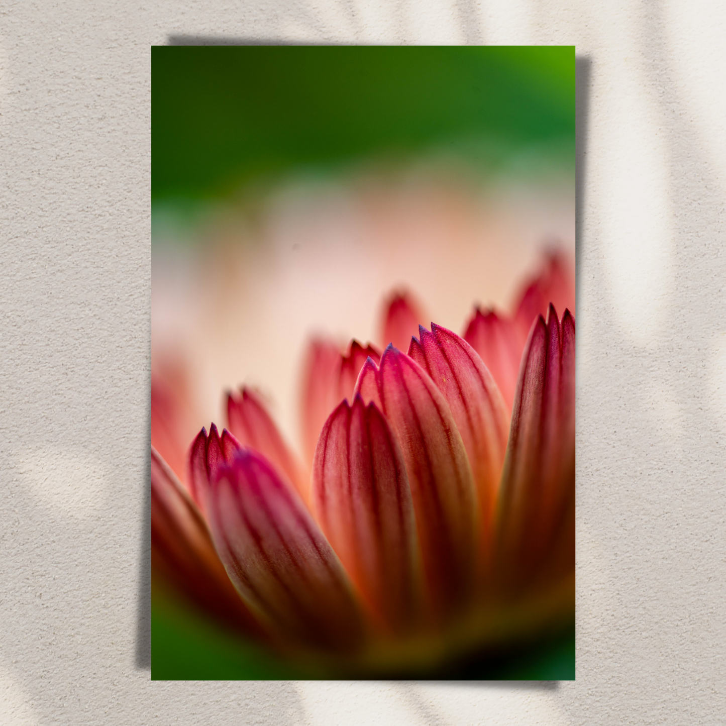 Daisy Dreams - Fine Art Photography - Art for your home or Office