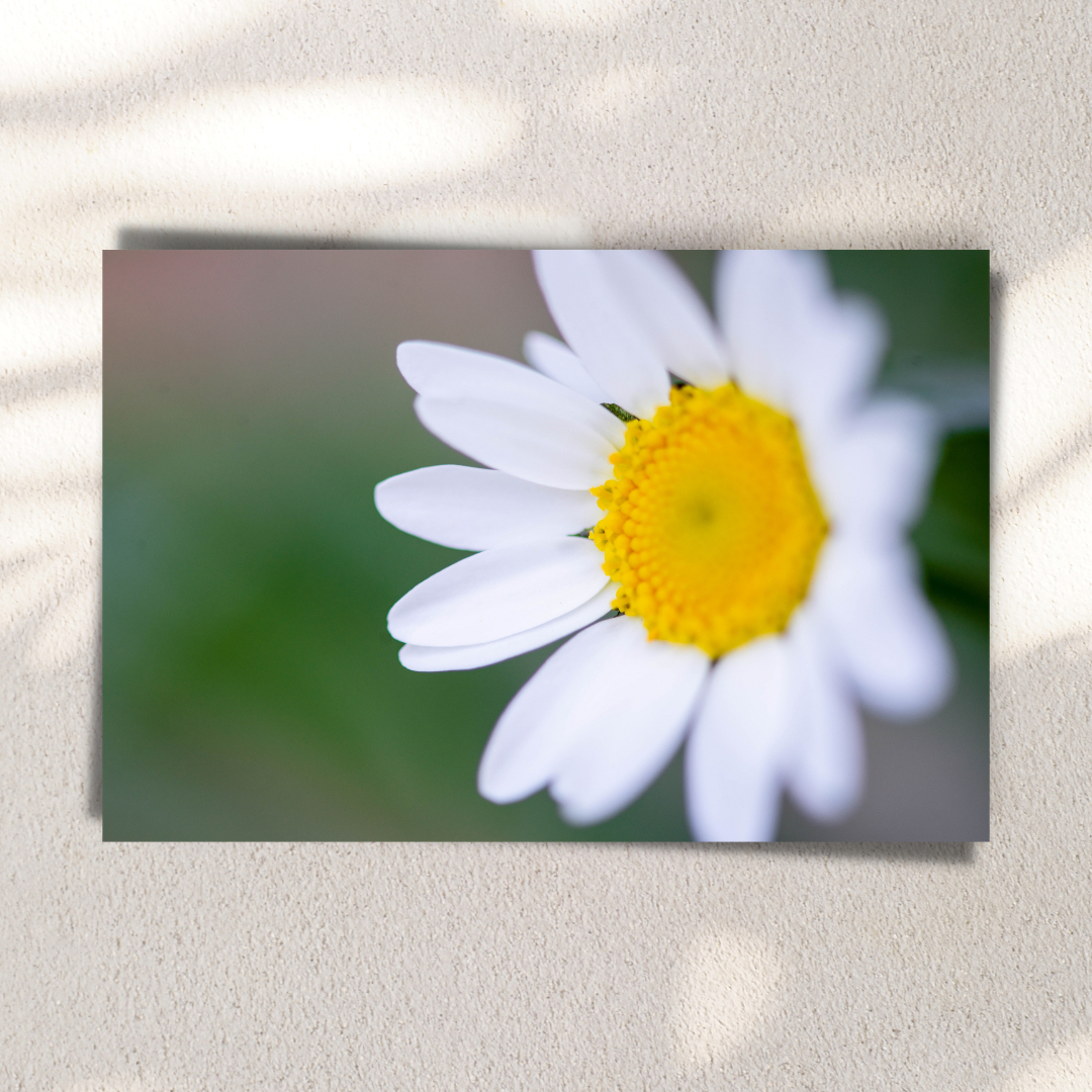 Hello Sunshine - Fine Art Photography - Art for your home or Office