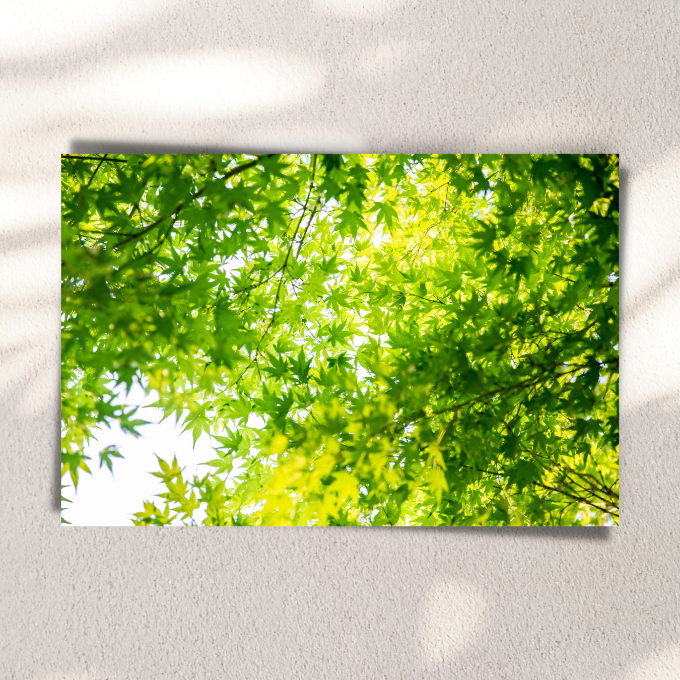 Nature's Canopy - Fine Art Photography - Art for your home or Office
