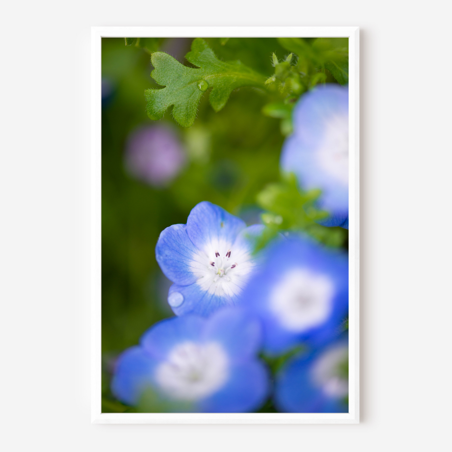 Periwinkle Petals - Fine Art Photography - Art for your home or Office
