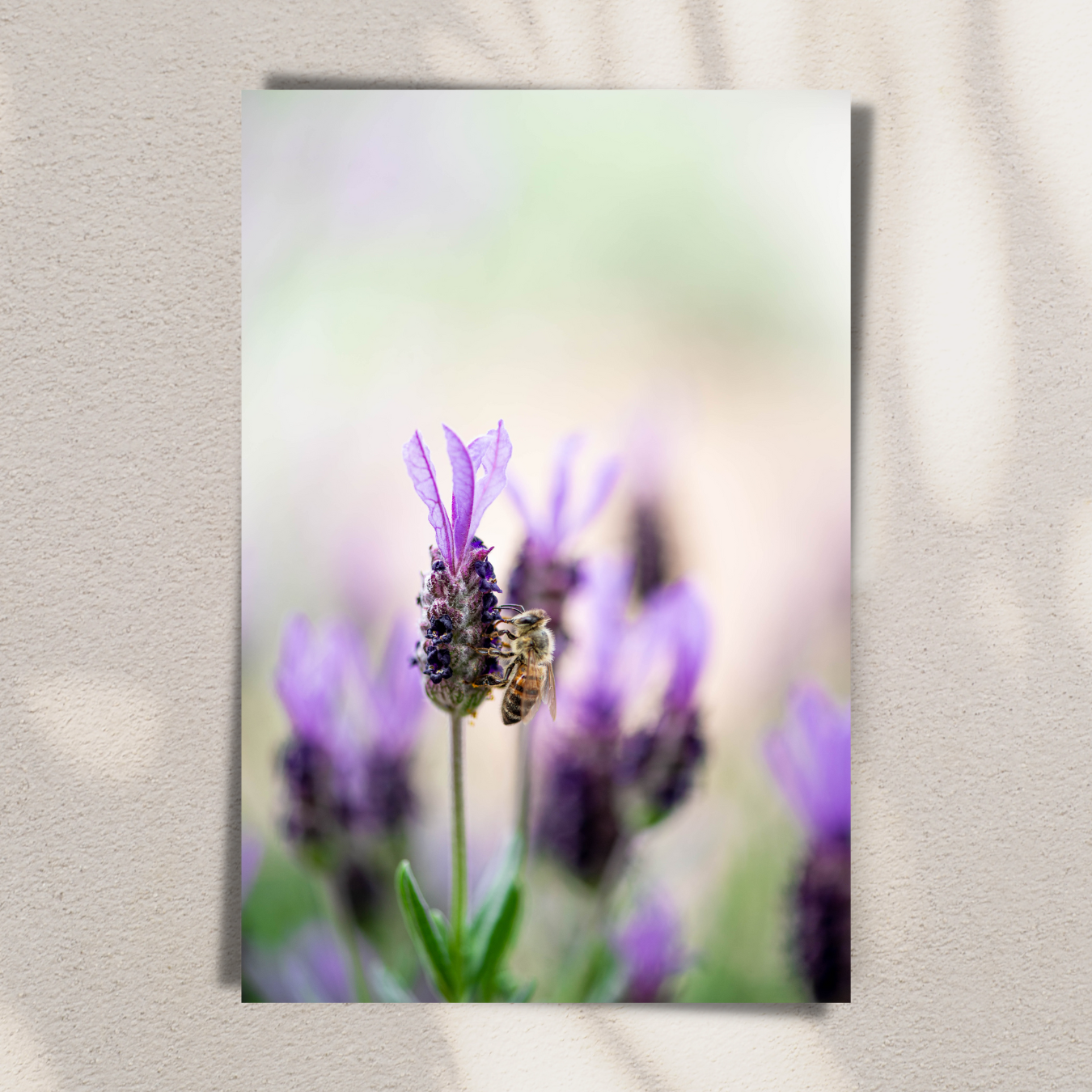 Bee-autiful - Fine Art Photography - Art for your home or Office