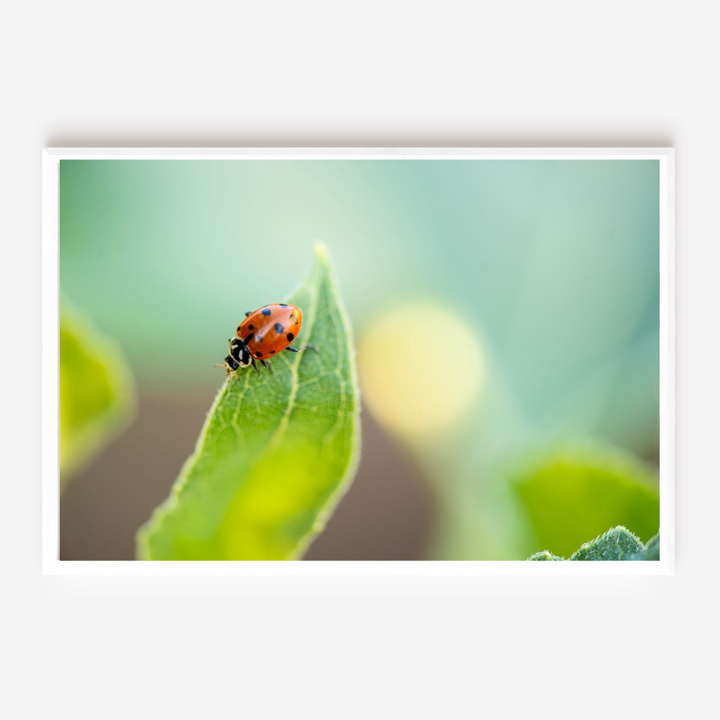 A Ladybugs Life - Fine Art Photography - Art for your home or Office
